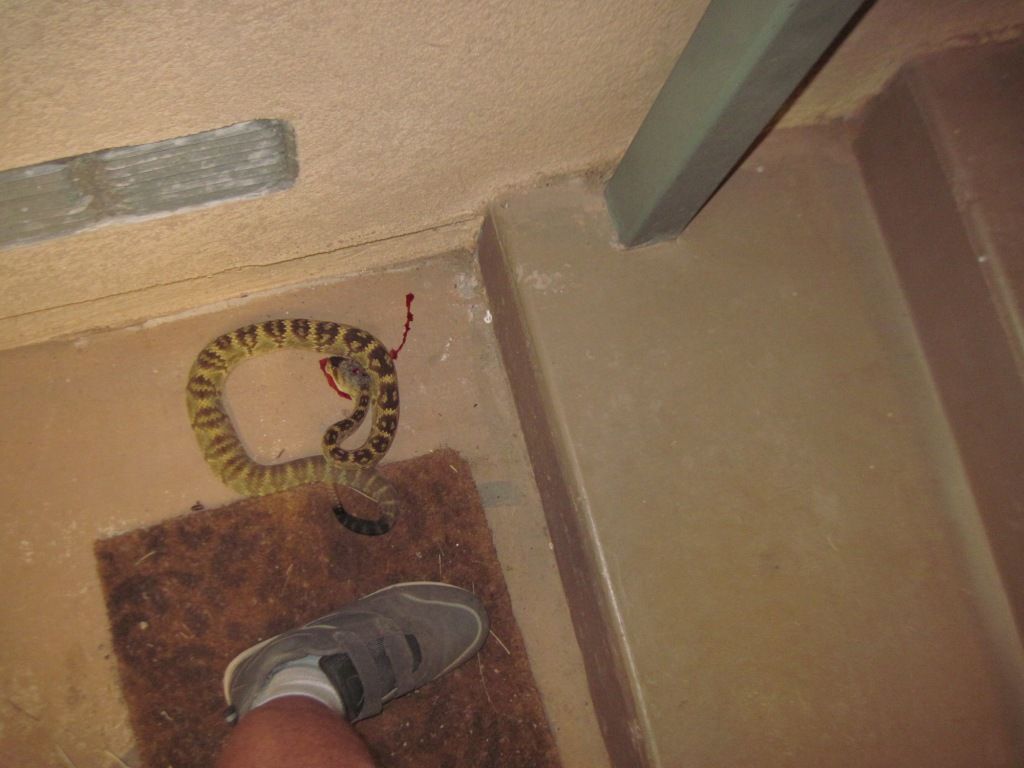 From Priclky Pear to RATTLESNAKES... - Homesteading Questions