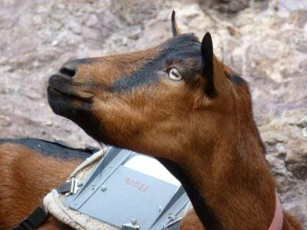 Mr. Moose, packgoat - Goats