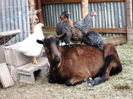 Starting Goats...why is it so hard? - Goats