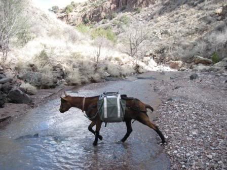 Mr. Moose, packgoat - Goats