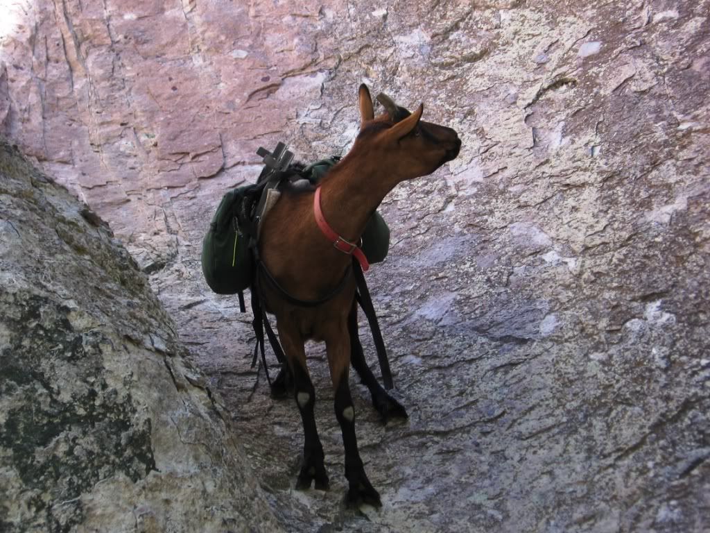 Goat in pain - limping, swollen, walking on outside of hoof - Goats