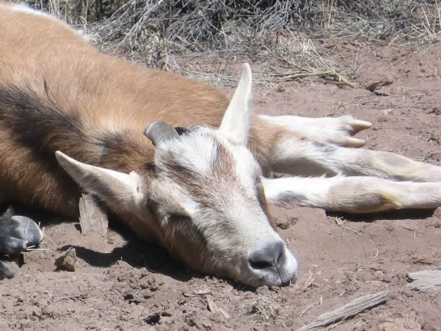Pinto the packgoat - Goats