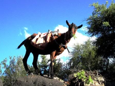 Mr. Moose, packgoat - Goats
