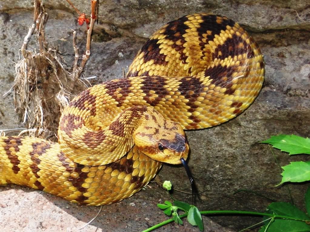 From Priclky Pear to RATTLESNAKES... - Homesteading Questions