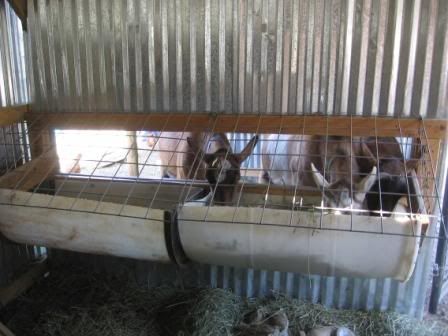 Goat shelter ideas? - Goats