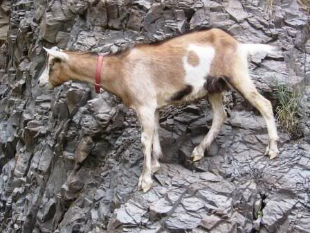 Foot twists when walking - Goats