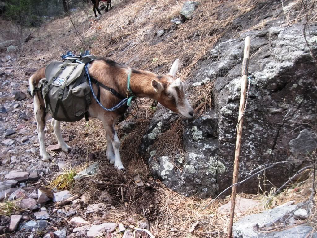 Packgoats turn 7 this month - Goats