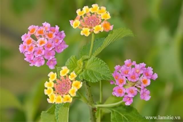 [Image: DSC0498Lantana.jpg]