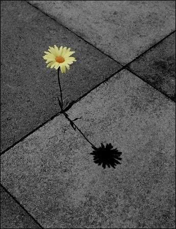 lone flower photo: Lone Flower flower2220.jpg