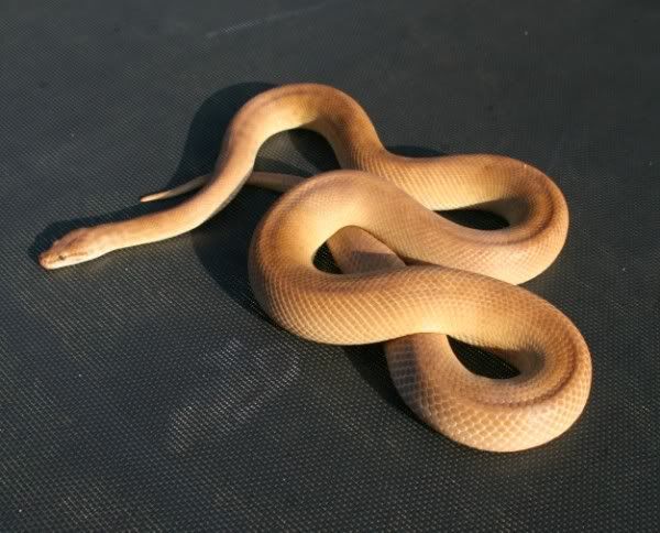 Albino Childrens Python