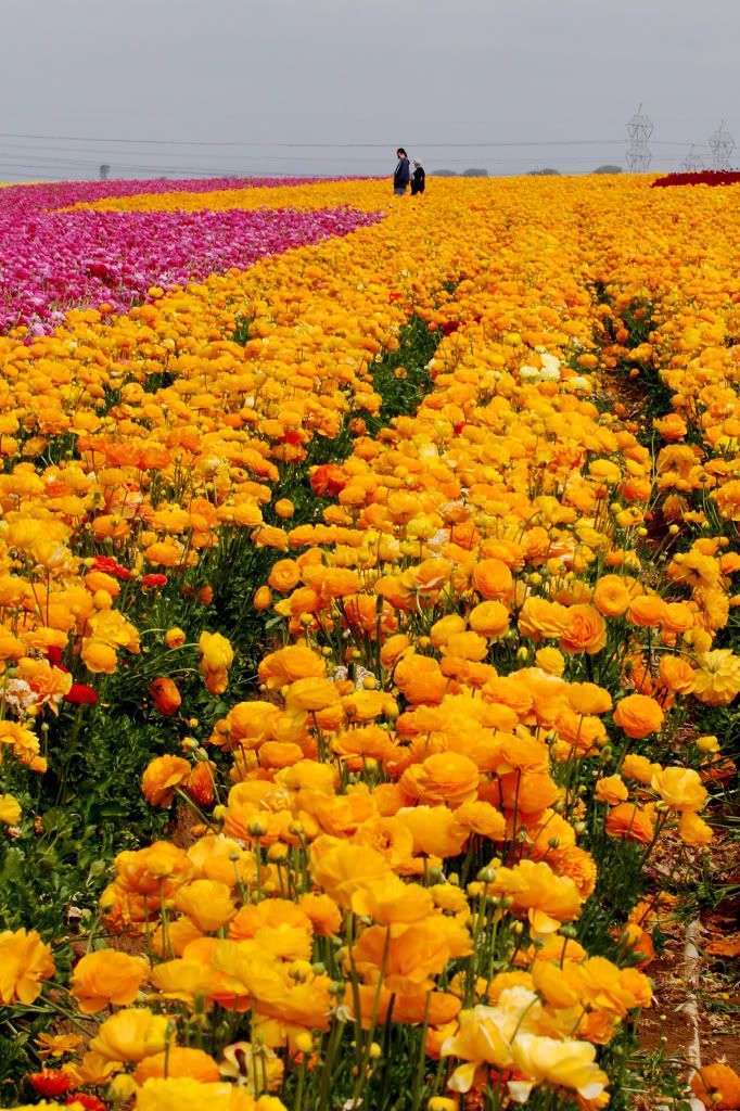 TheFLowerField0016.jpg picture by pinespring