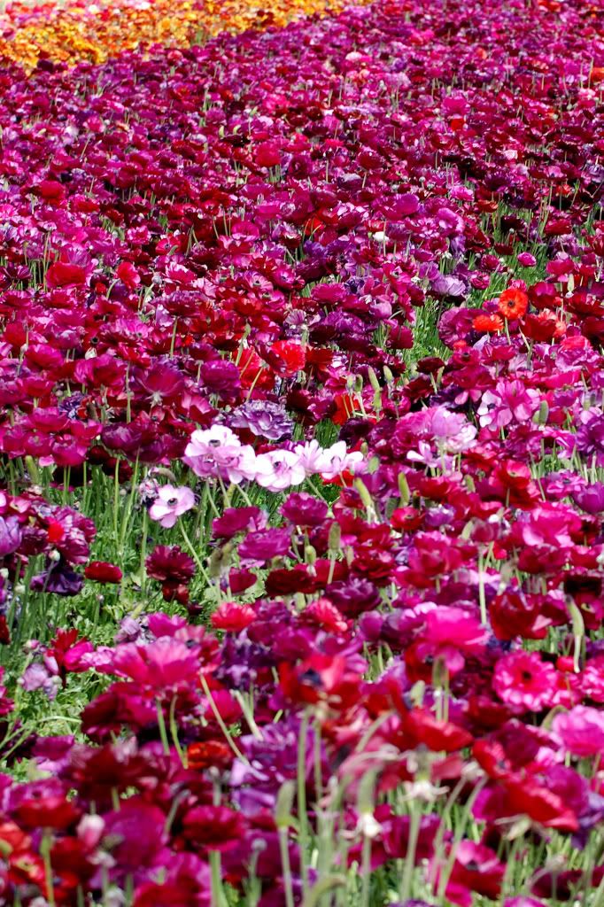TheFLowerField0045.jpg picture by pinespring