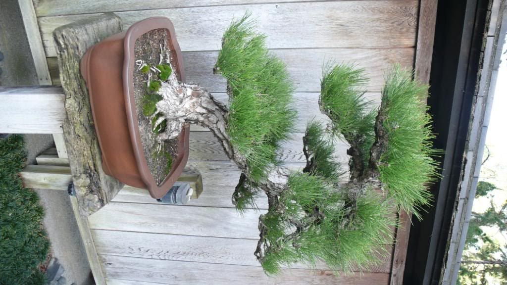 Bonsai Trees from the Huntington Gardens WatchUSeek Watch Forums