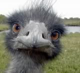 ostrich Pictures, Images and Photos