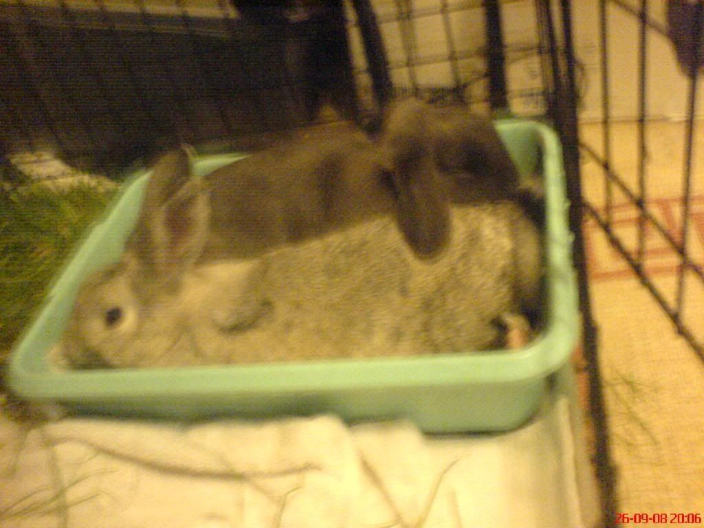 rabbits005.jpg