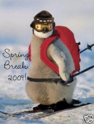 SpringBreakPenguin.jpg