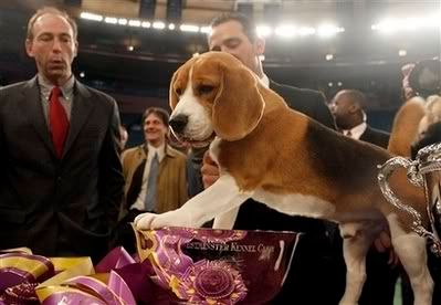 Beagle wins Westminster Dog show