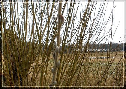 photo blickderwoche5a_zpsb4666cb9.jpg