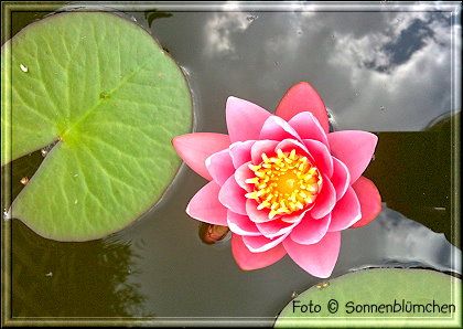 photo seerose2_zps05cc86a4.jpg