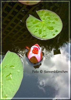 photo seerose3_zps2da61a6c.jpg