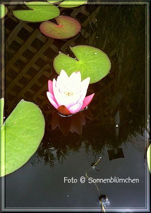 photo seerose4_zpscfbe352c.jpg
