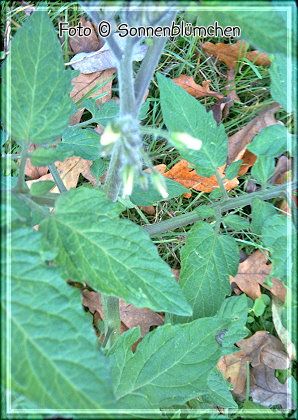 photo tomatenovember2_zpsfa784a21.jpg