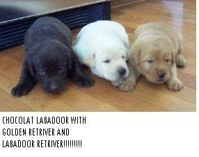 cocogoldenlabaREDID.jpg cute animals image by emokatiegirl