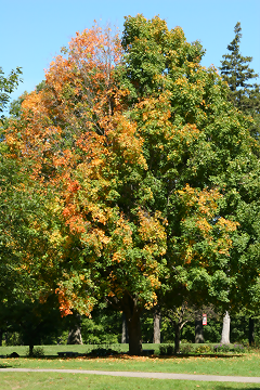 I call this one Tree in Early Autumn in Midday Sun