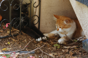 kittens holding paws