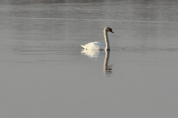 Swan on Wamplers Lake