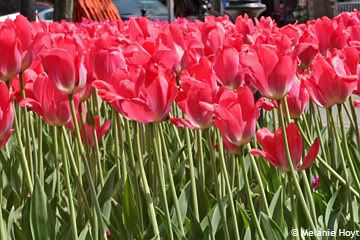 Pretty Pink Tulips