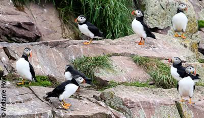 Puffins