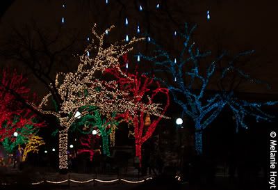 Zoo Lights