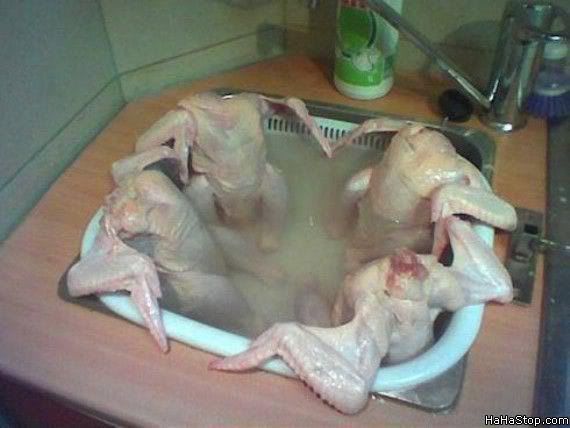Hot_Tub_Chickens.jpg
