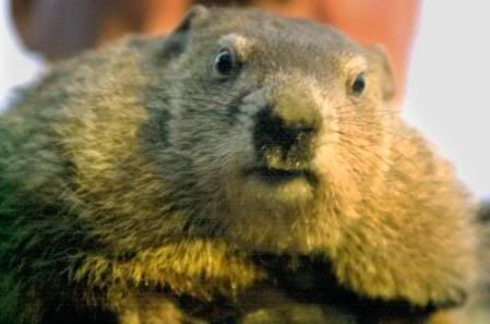 groundhog-PunxsutawneyPhil.jpg