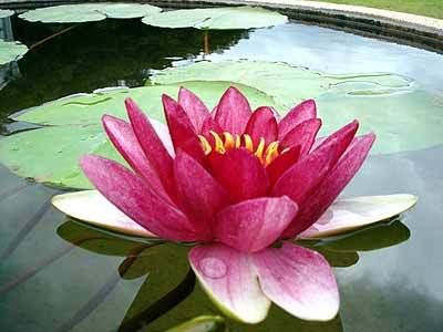 Pink Lotus