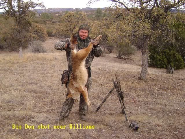 Biggest Coyote