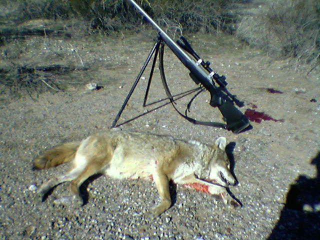 coyote1-212-29.jpg