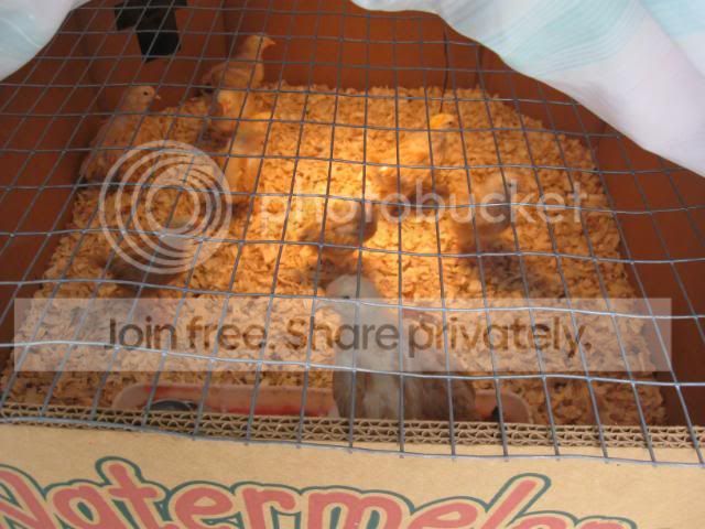 Pine Shavings In Brooder Backyard Chickens Learn How To Raise Chickens