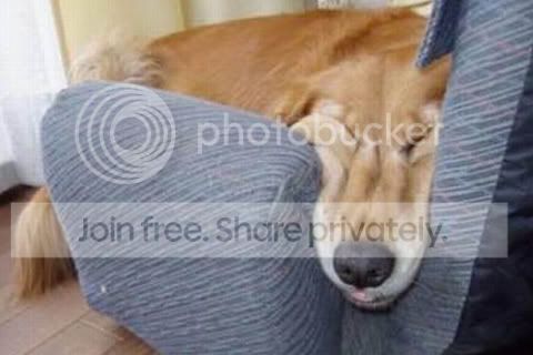 lazy-dog.jpg